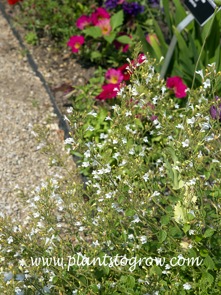 White Cloud Calaminth (Calamintha)
(July 14)